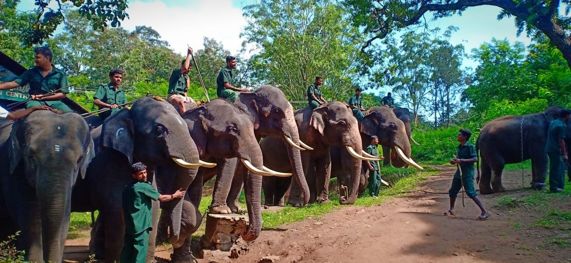 Elephant Camp